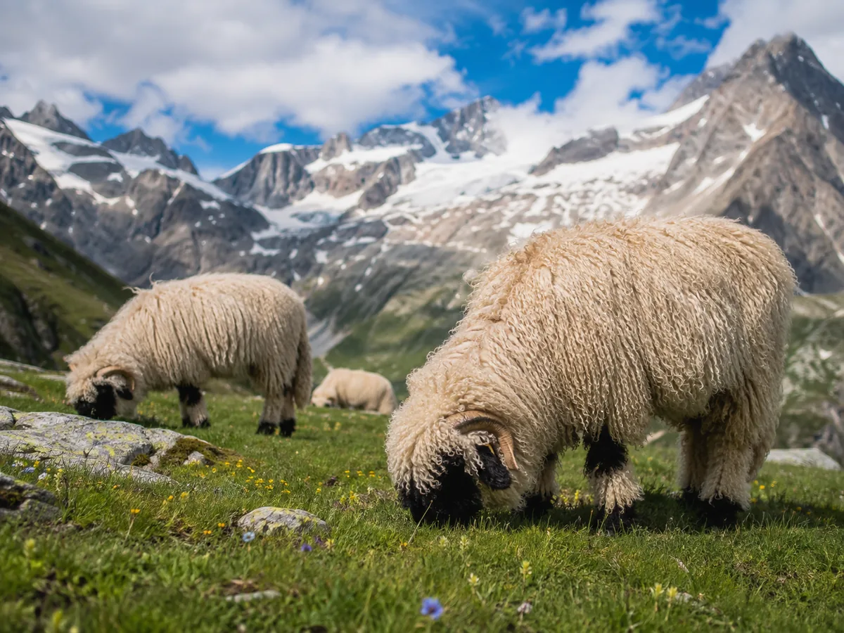 Walliser Schwarznasenschafe, die in der Nähe des Alpingartens grasen